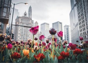 Tips for Spring Building Maintenance in Chicago