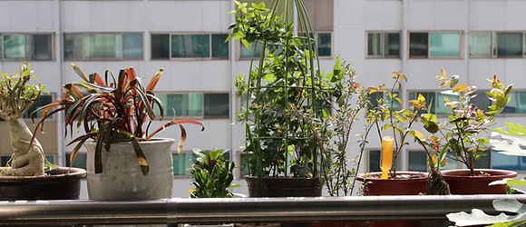 Urban Gardening for Small Spaces